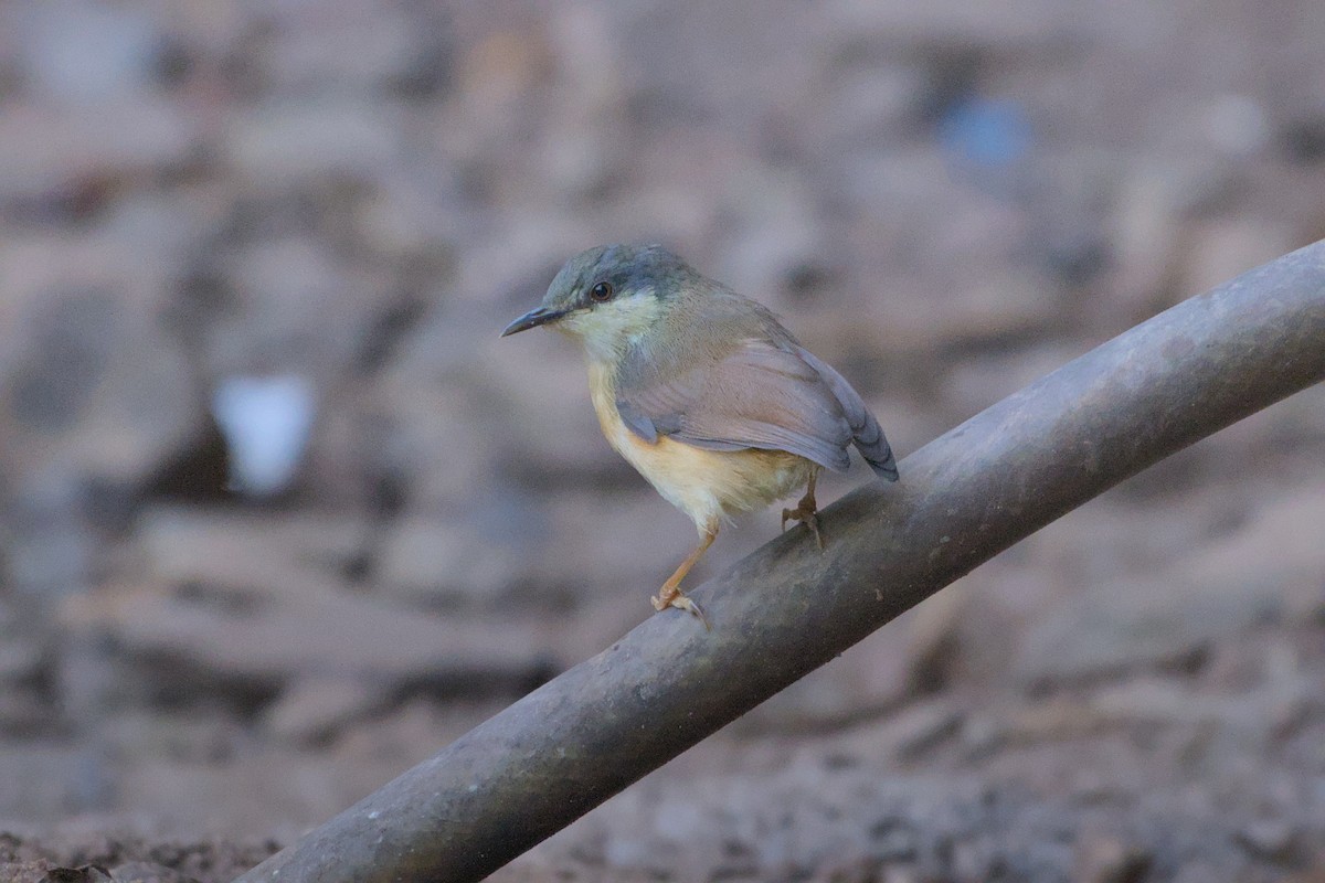 Ashy Prinia - ML645542358