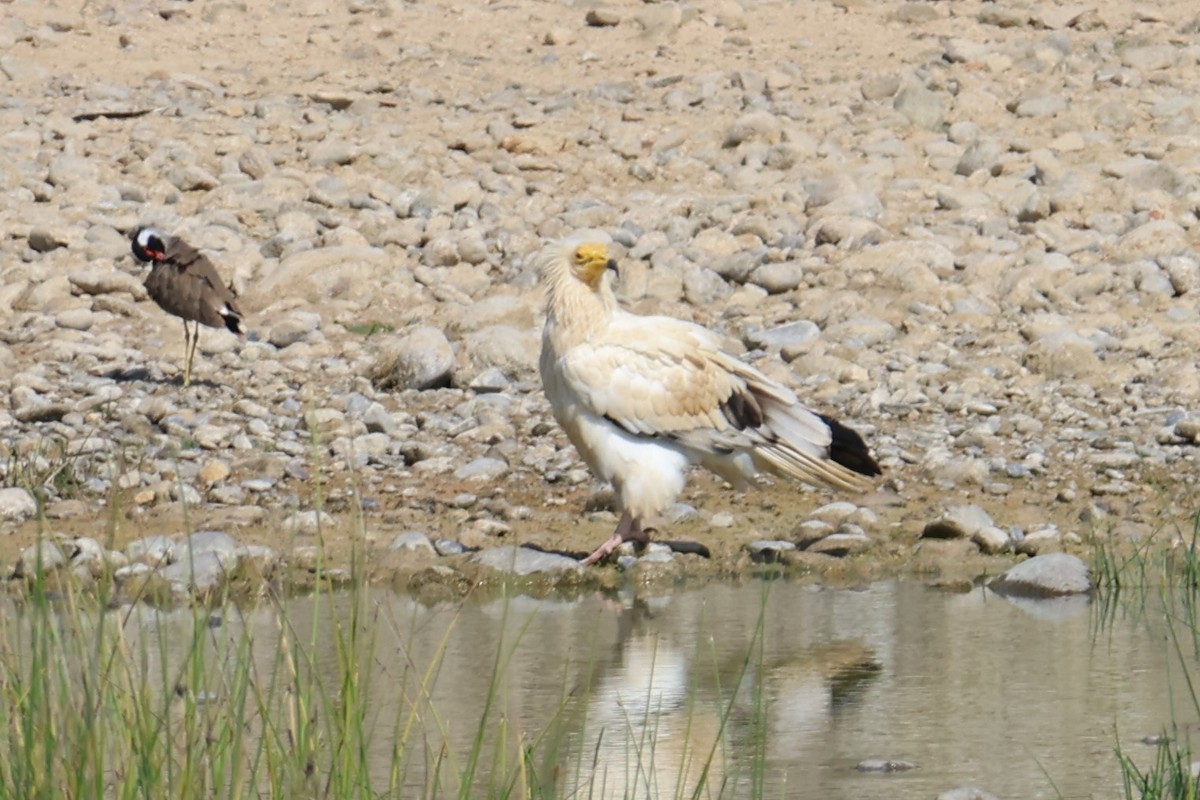Egyptian Vulture - ML645542359
