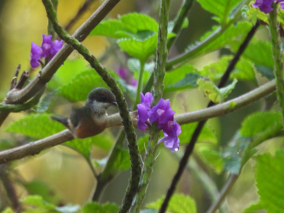 White-crested Coquette - ML645542360