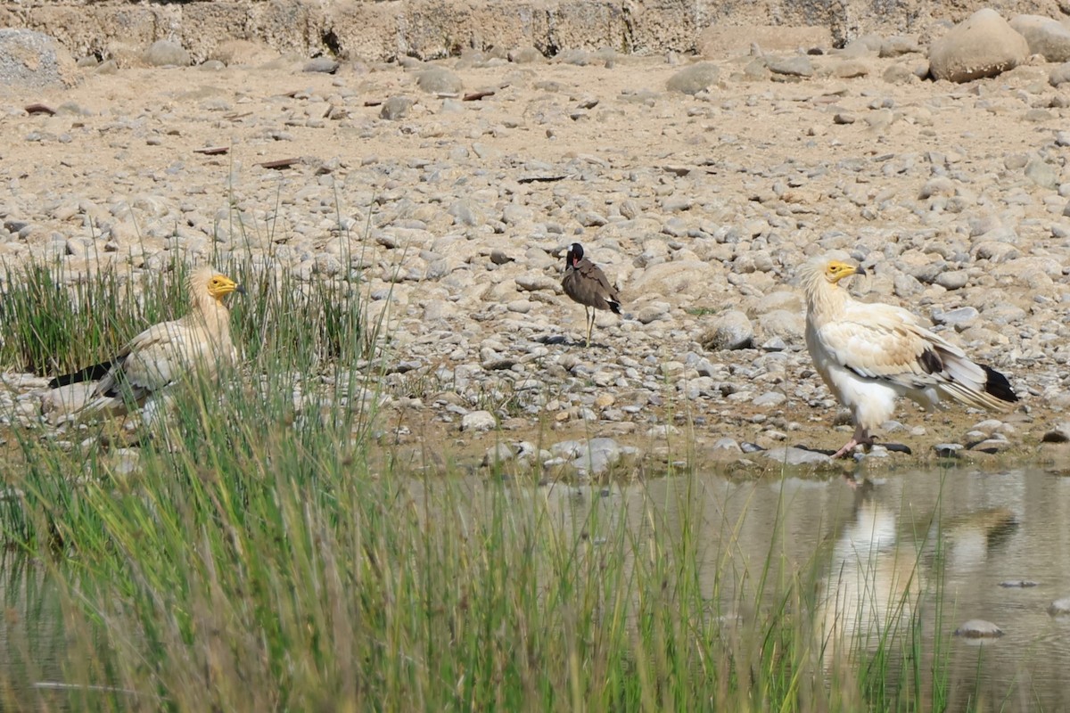 Egyptian Vulture - ML645542361