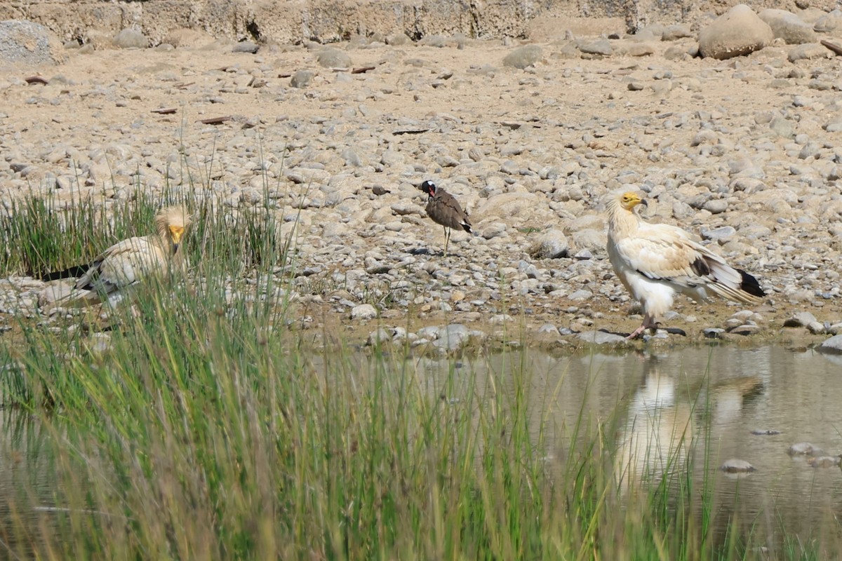 Egyptian Vulture - ML645542362