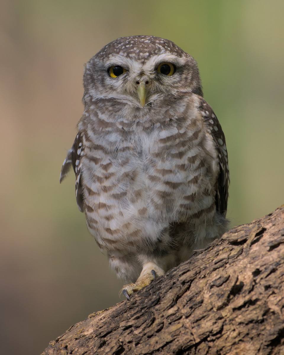 Spotted Owlet - ML645542366