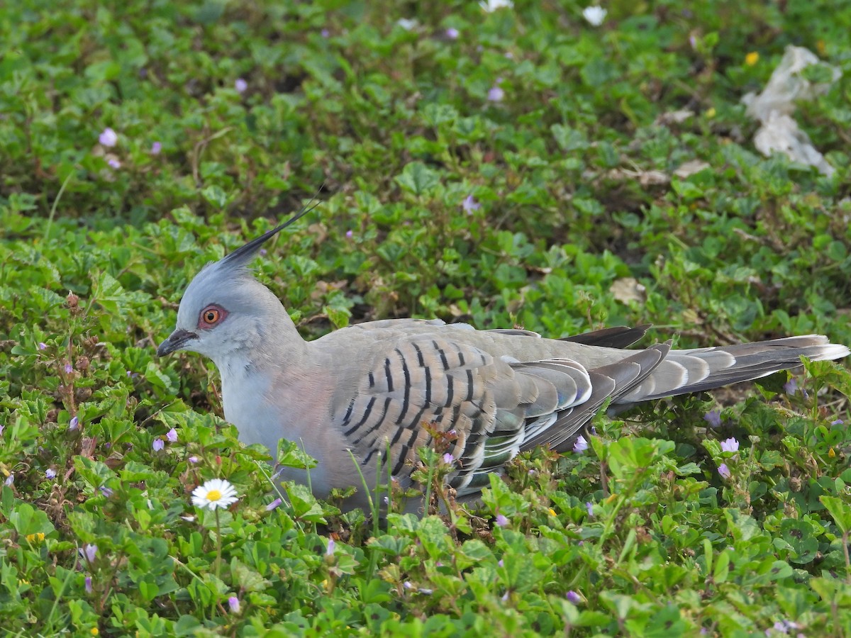 Crested Pigeon - ML645542367