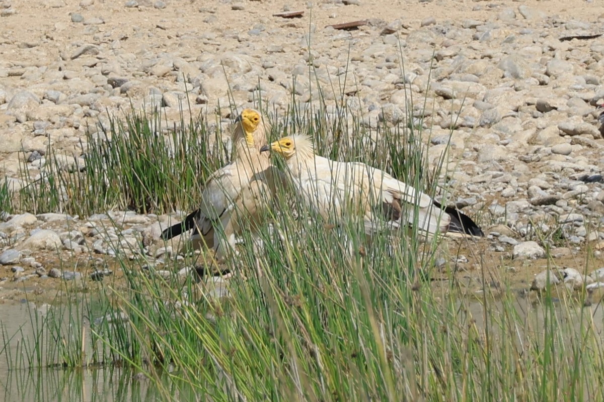 Egyptian Vulture - ML645542368
