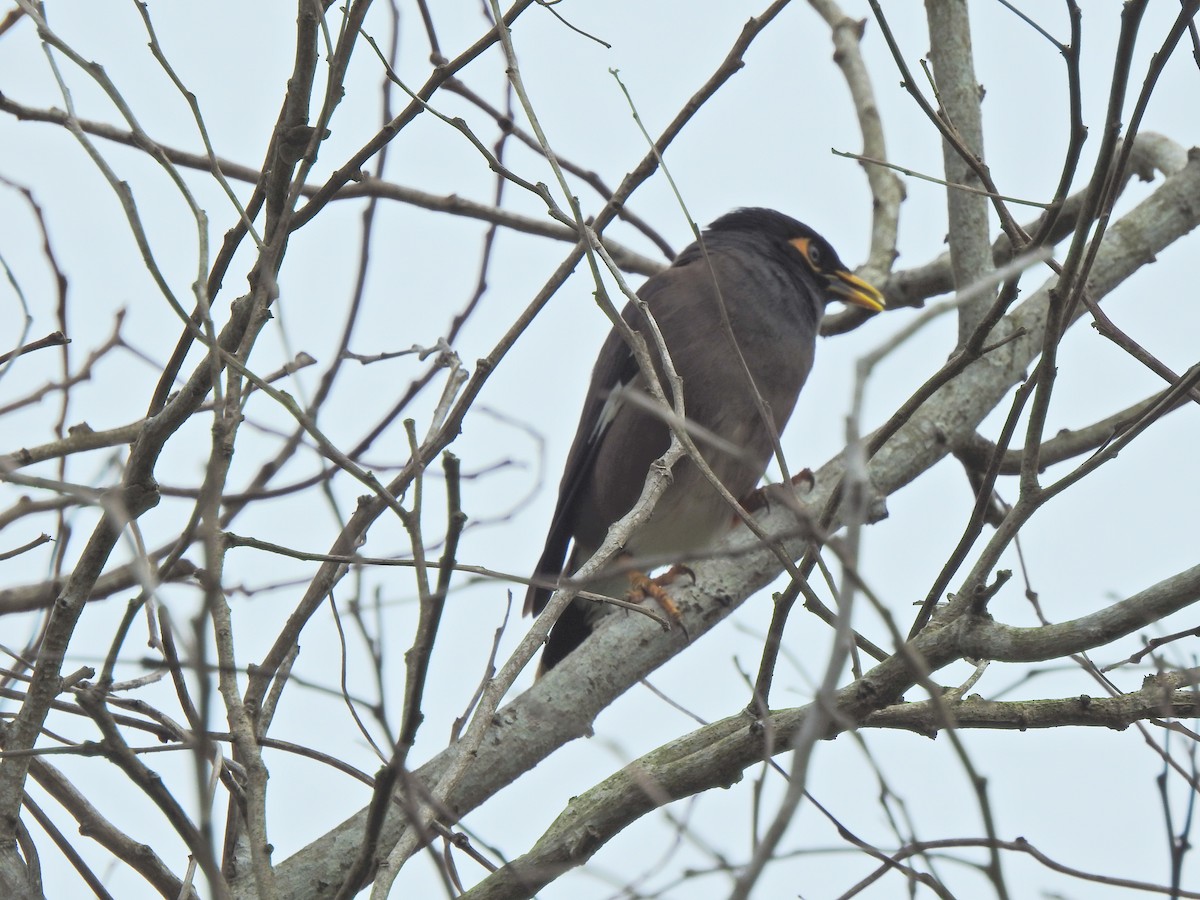 Common Myna - ML645542369