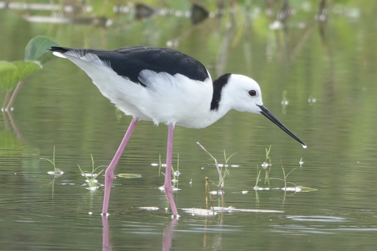 Pied Stilt - ML645542375