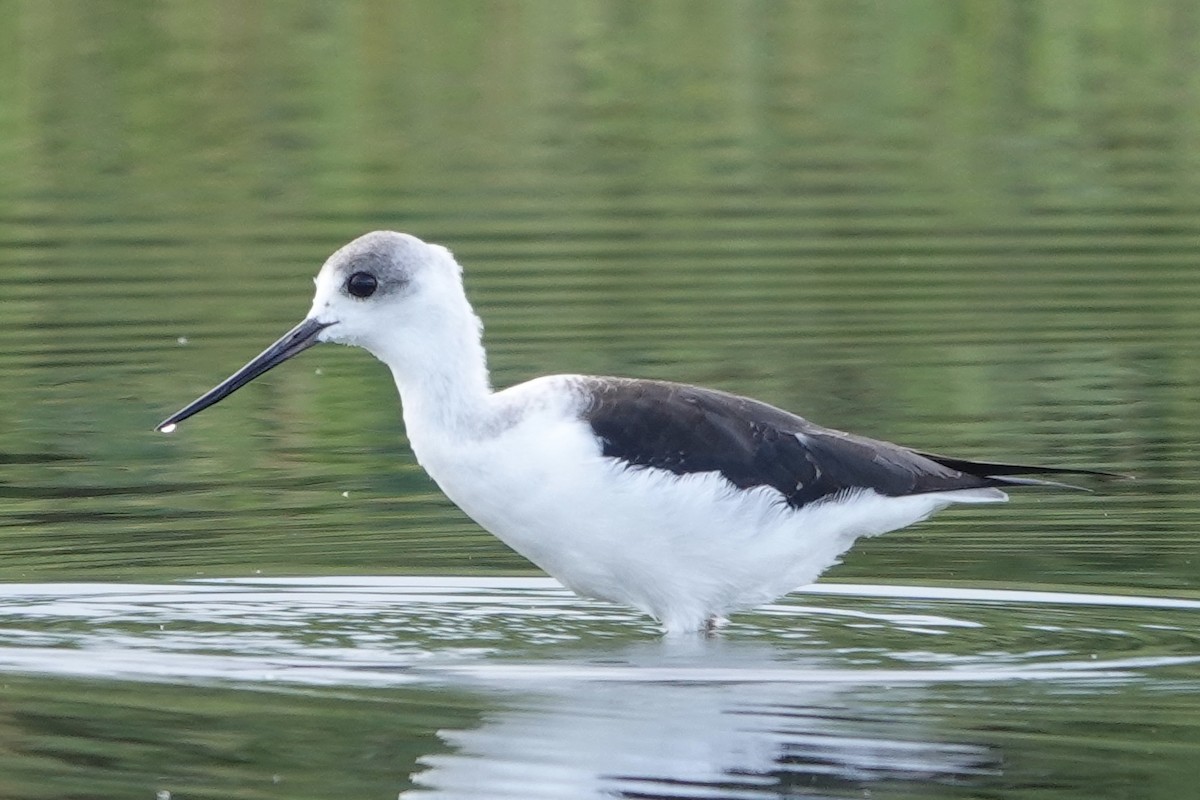 Pied Stilt - ML645542376