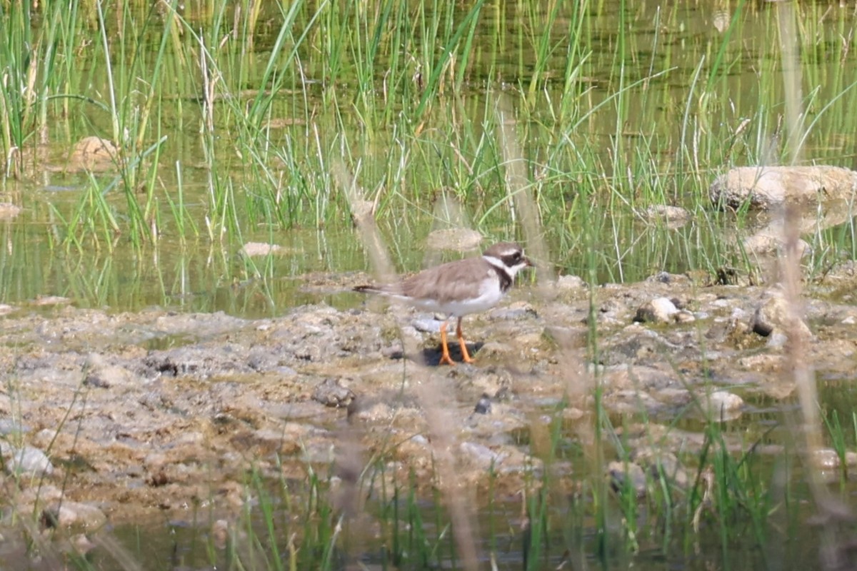 Common Ringed Plover - ML645542380