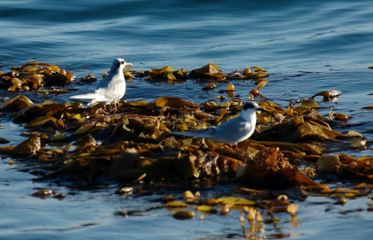 Forster's Tern - ML645542382