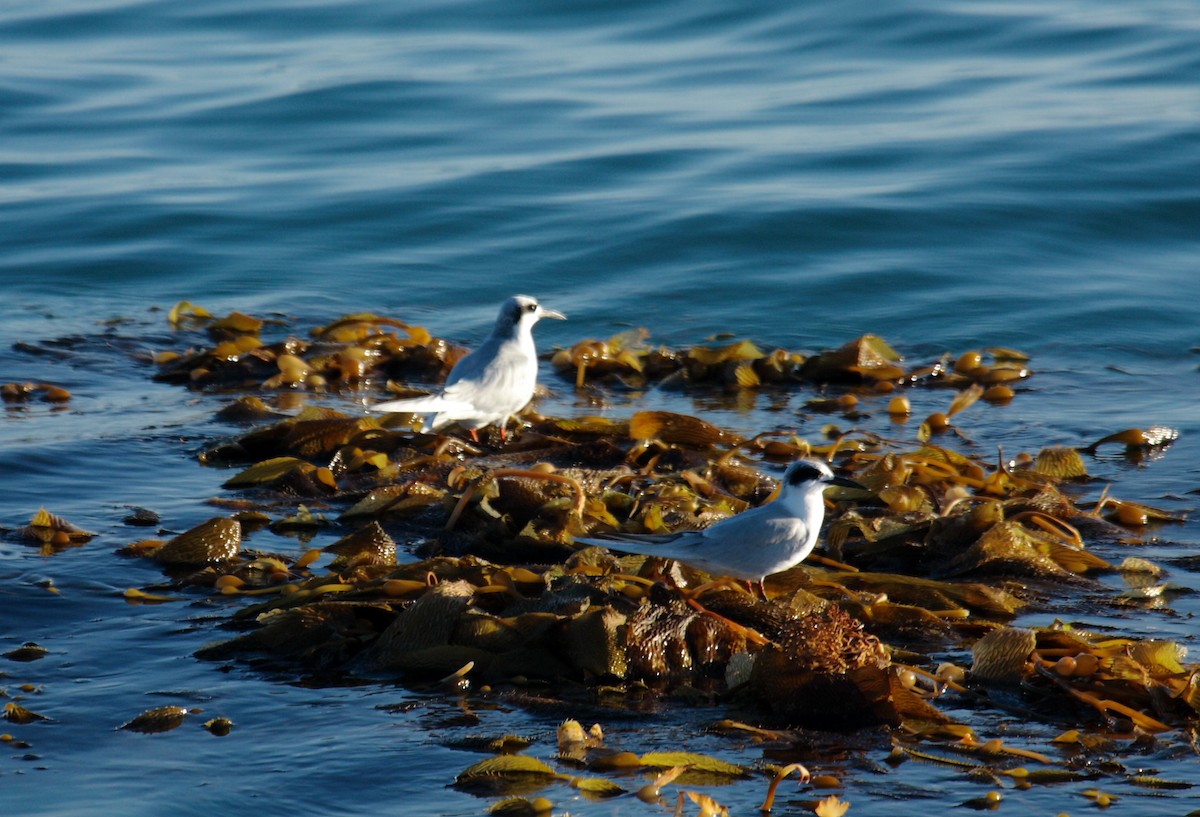 Forster's Tern - ML645542383