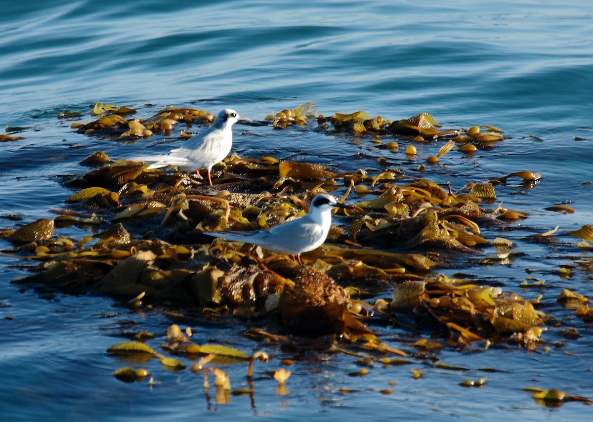 Forster's Tern - ML645542384