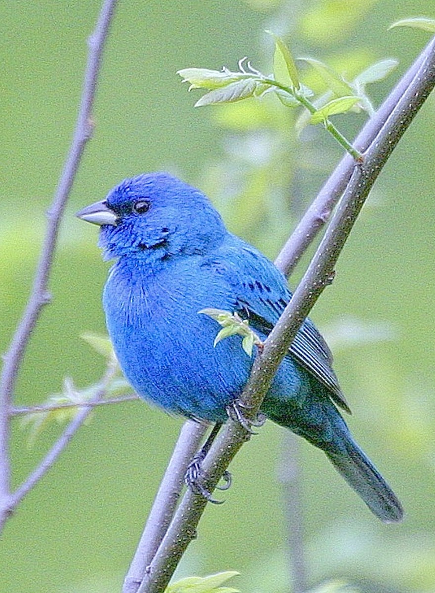 Indigo Bunting - ML645542385
