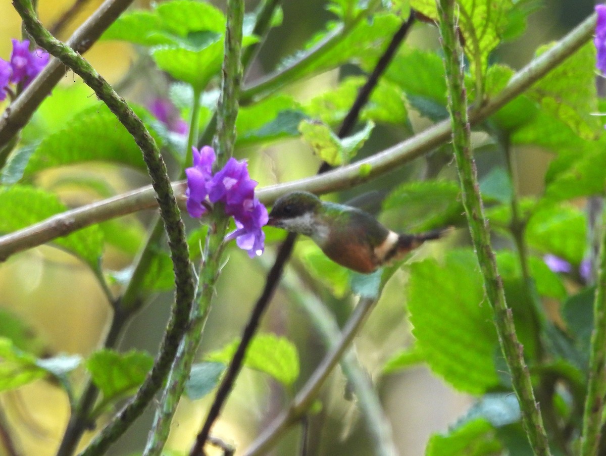 White-crested Coquette - ML645542389