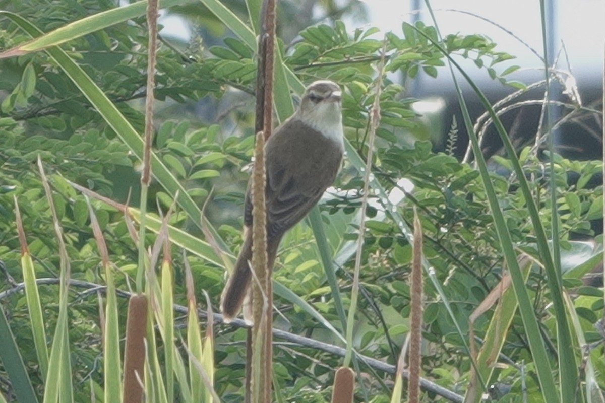 オオヨシキリ - ML645542391