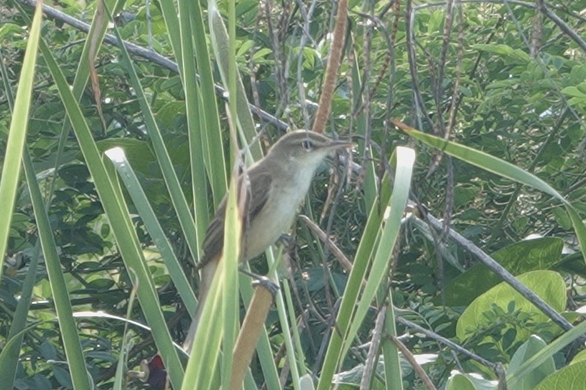 オオヨシキリ - ML645542393