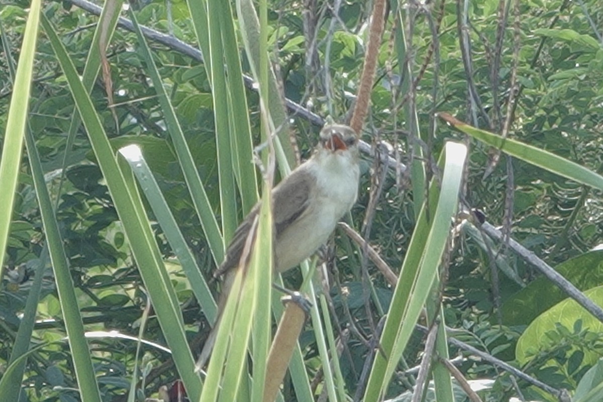 オオヨシキリ - ML645542394