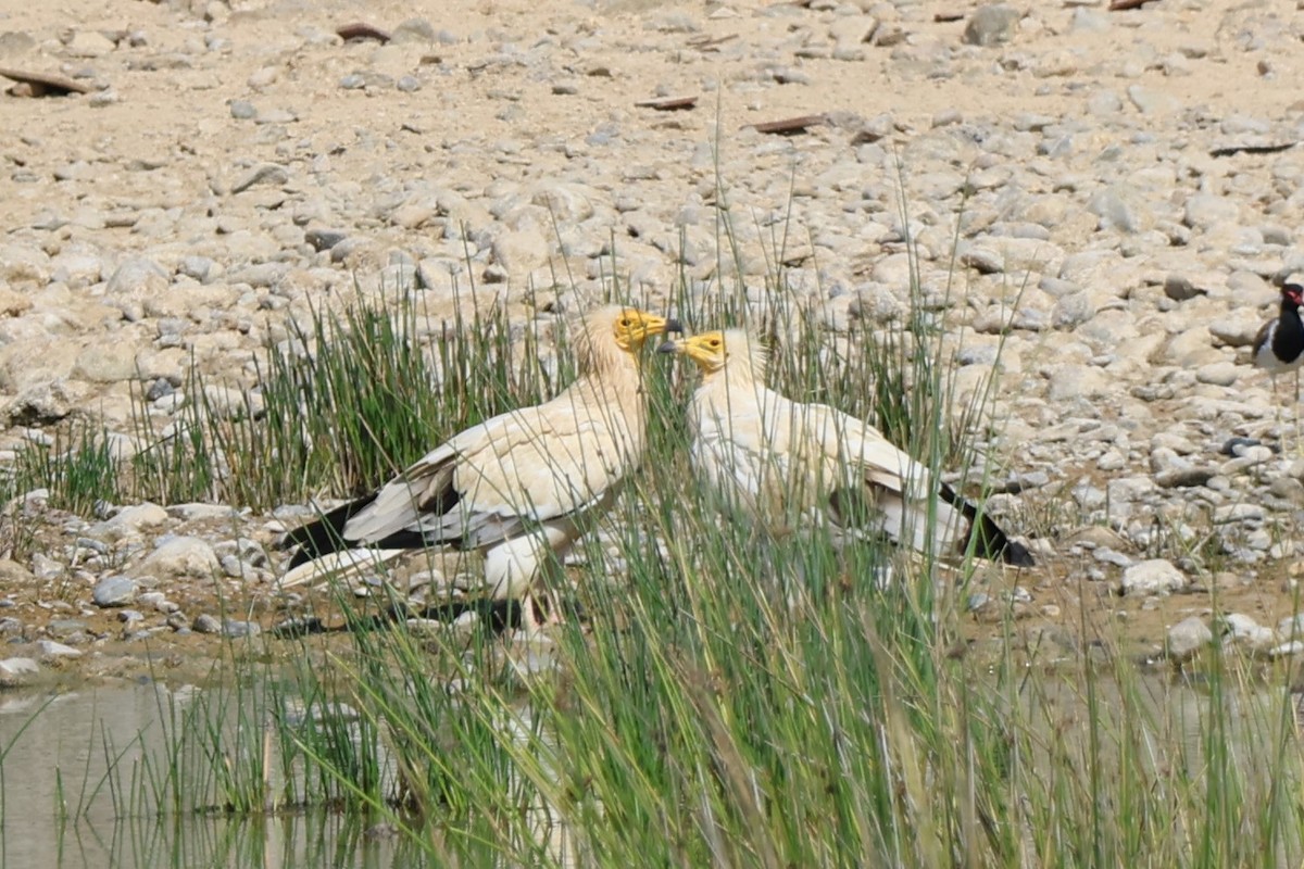 Egyptian Vulture - ML645542396