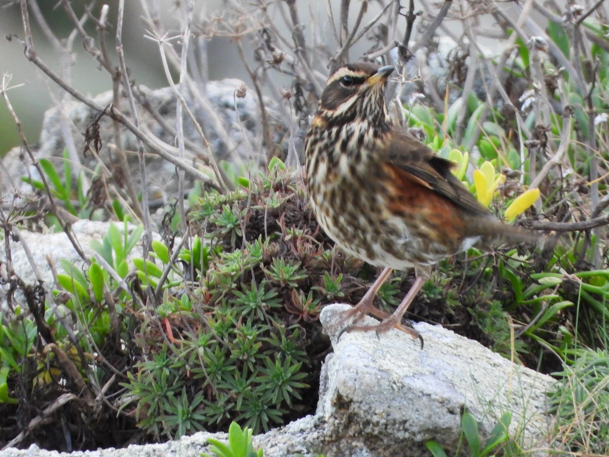 Redwing (Icelandic) - ML645542397