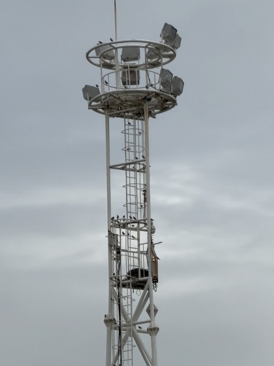 Red-billed Starling - ML645542398