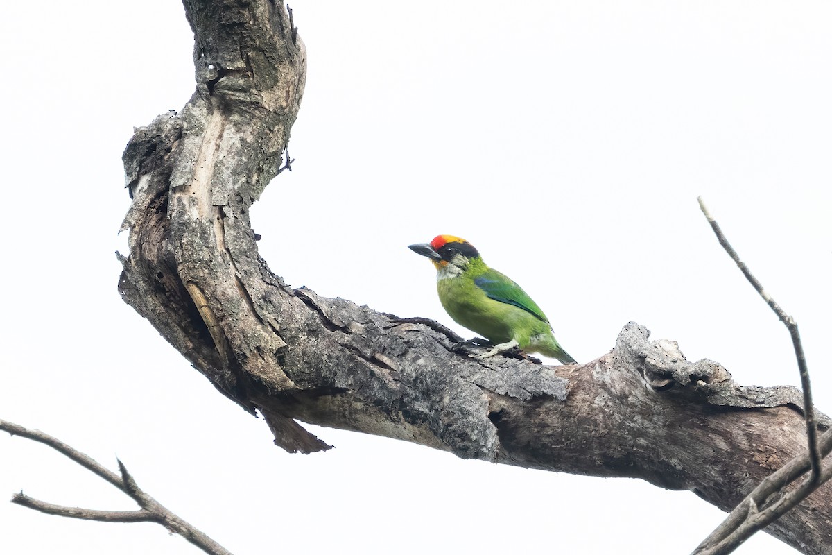 Golden-throated Barbet - ML645542399