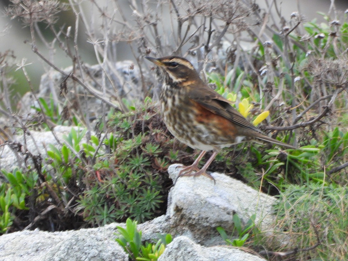 Redwing (Icelandic) - ML645542400