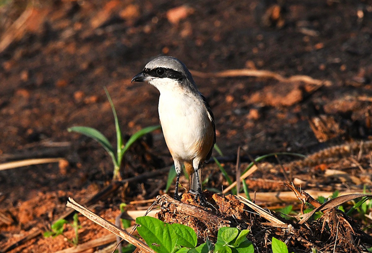 Long-tailed Shrike - ML645542403