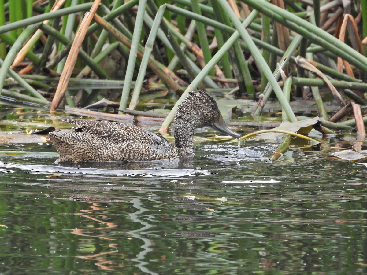 Freckled Duck - ML645542404