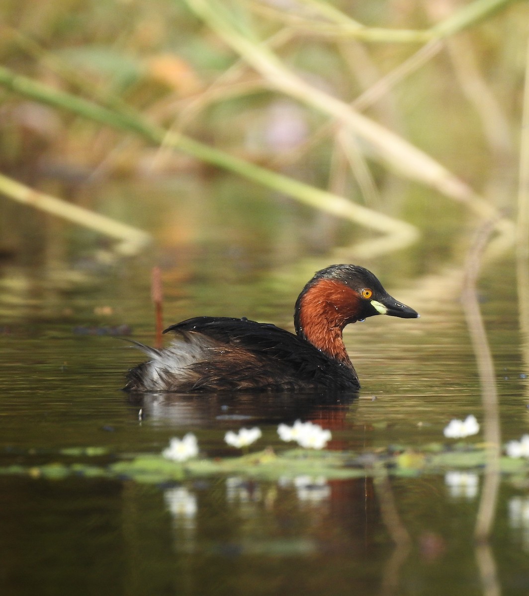 Little Grebe - ML645542405