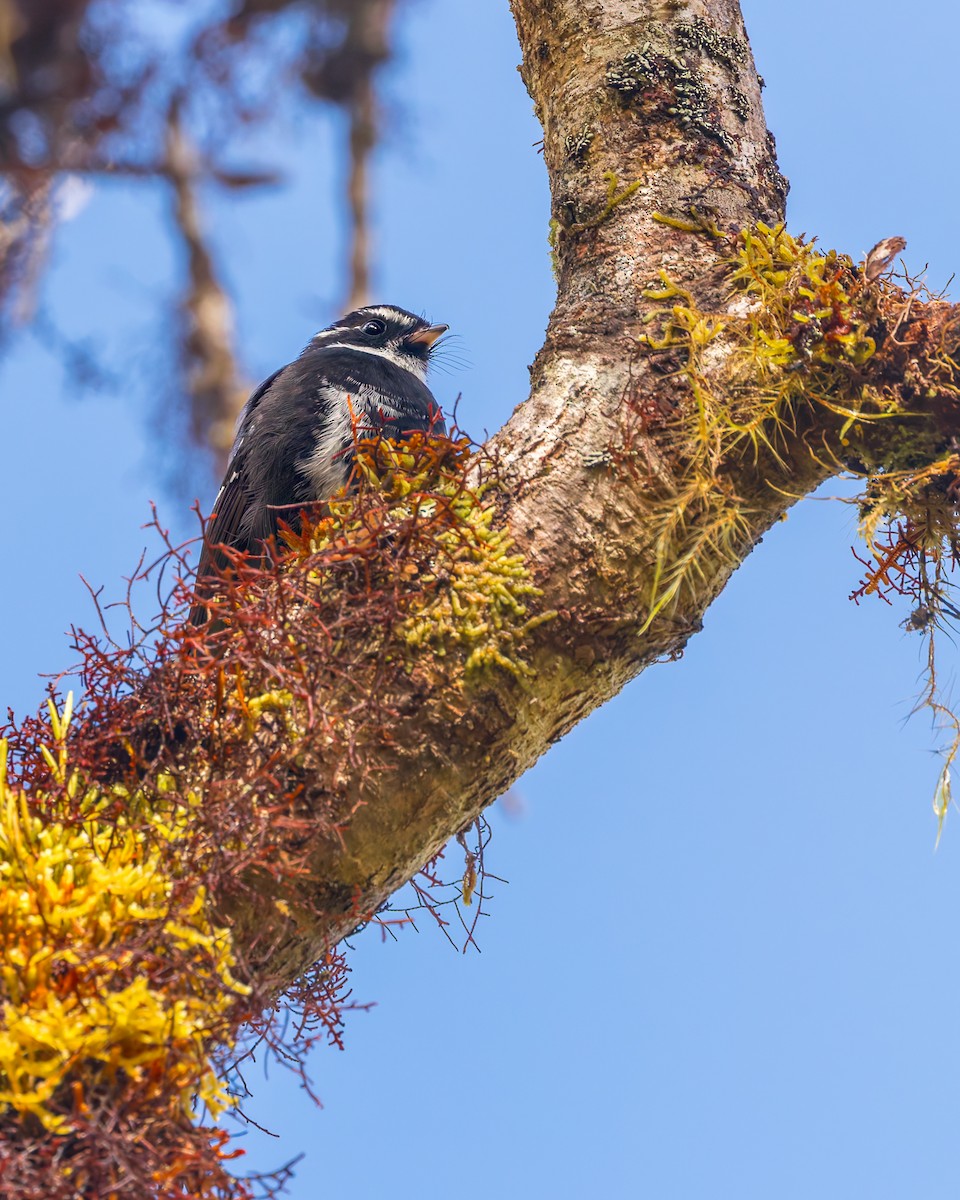 Friendly Fantail - ML645542407