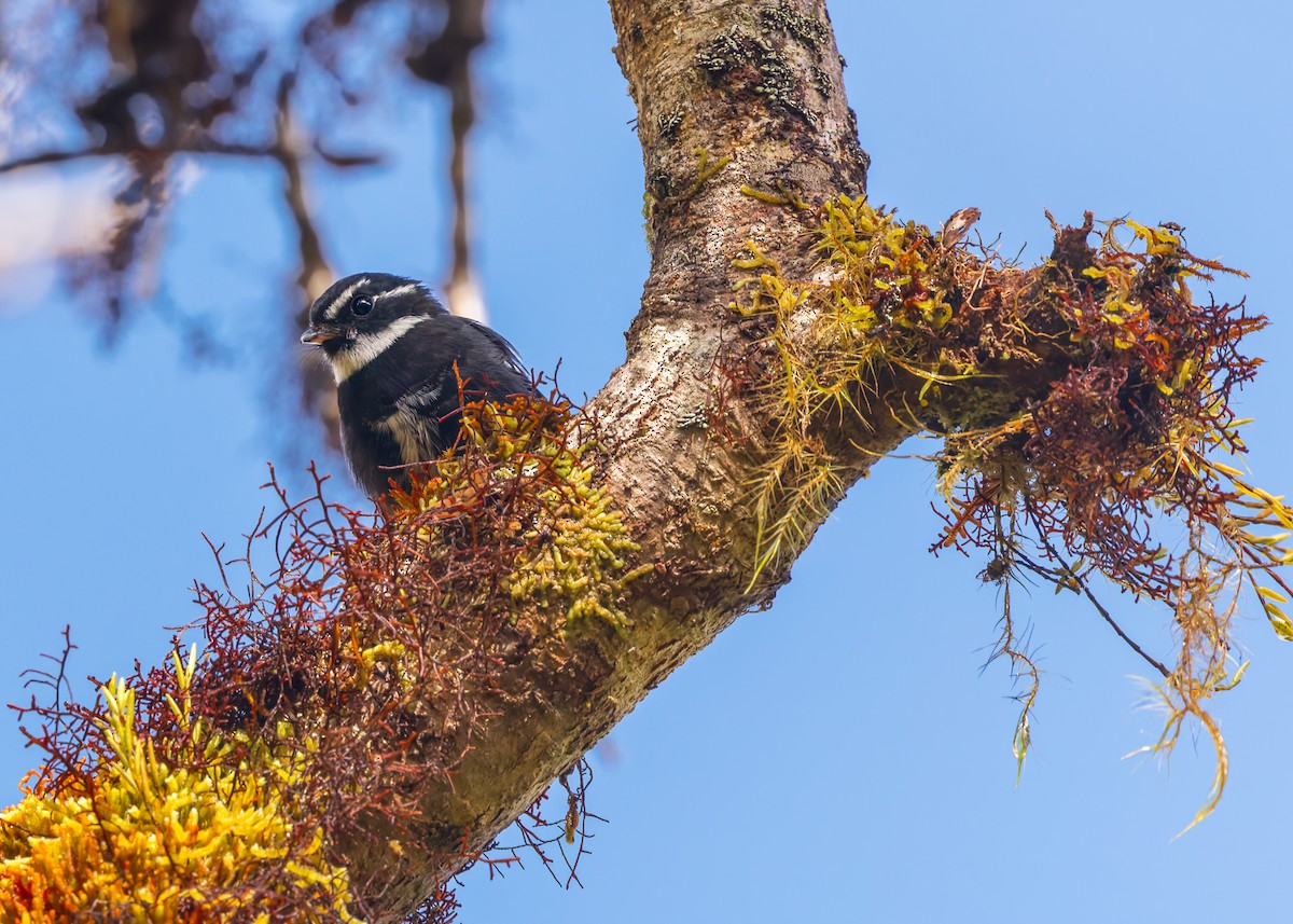 Friendly Fantail - ML645542408