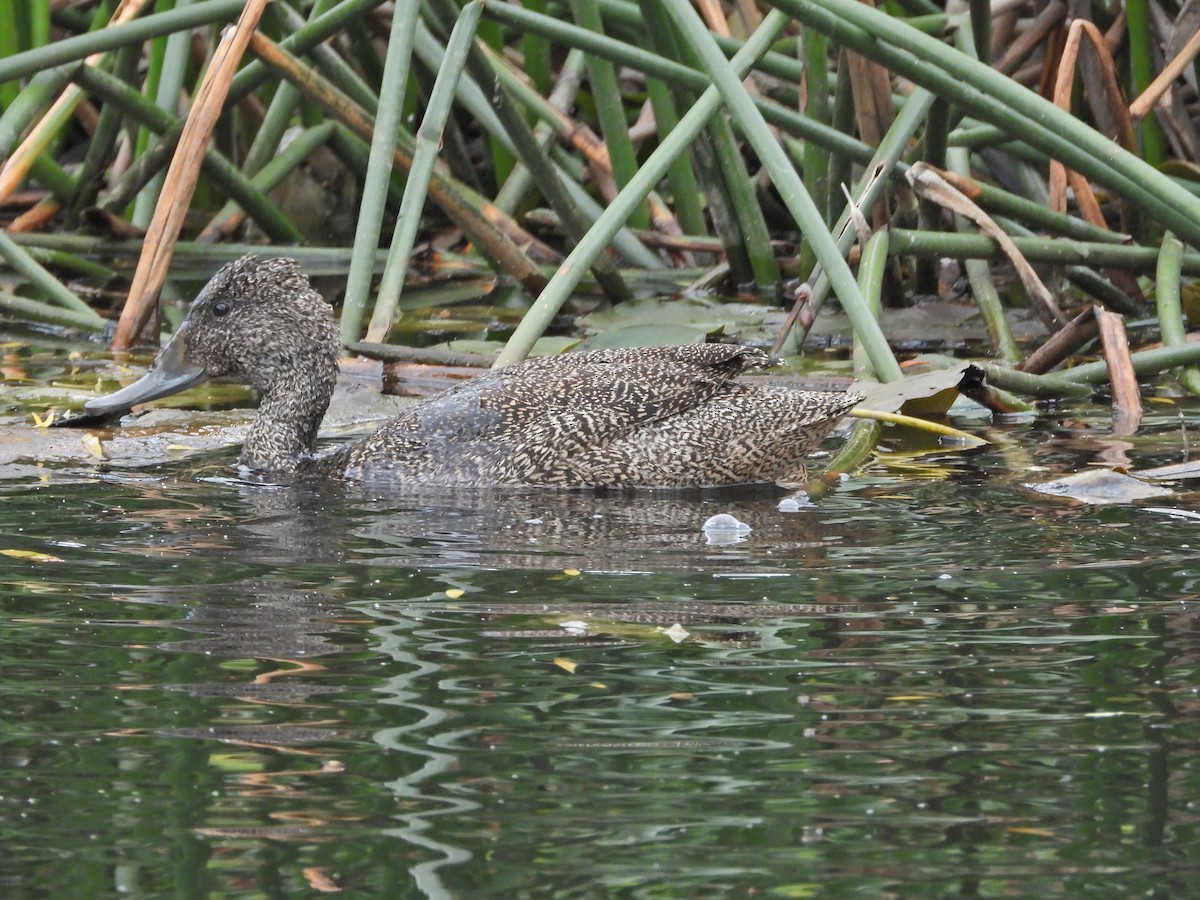 Freckled Duck - ML645542410