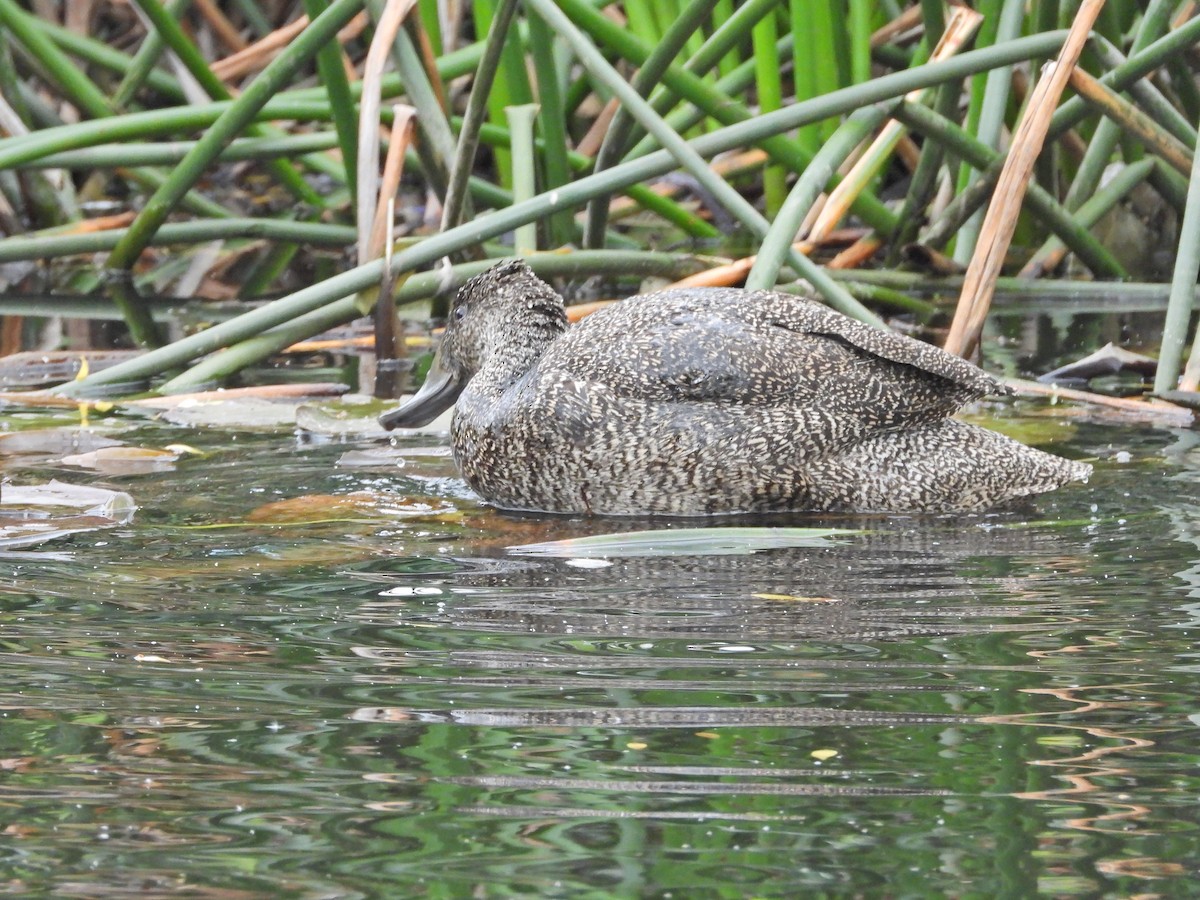 Freckled Duck - ML645542411