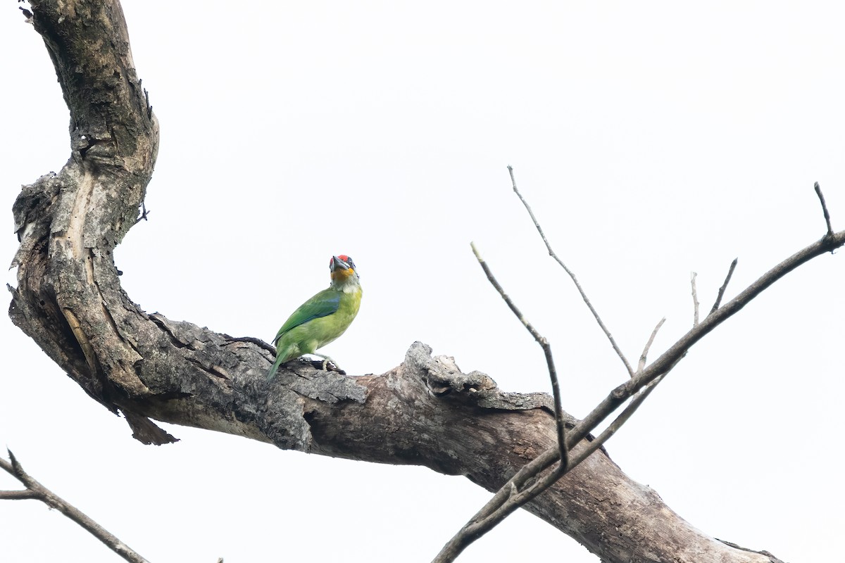Golden-throated Barbet - ML645542412