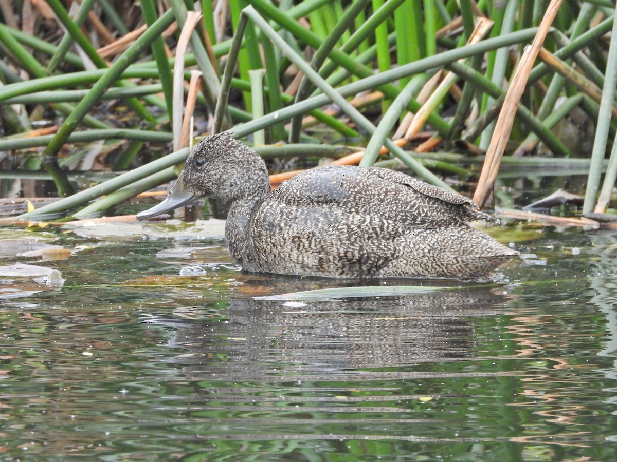 Freckled Duck - ML645542413
