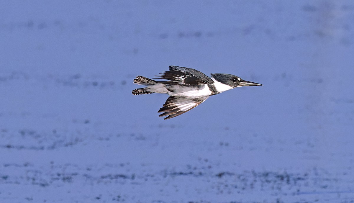 Belted Kingfisher - ML645542414