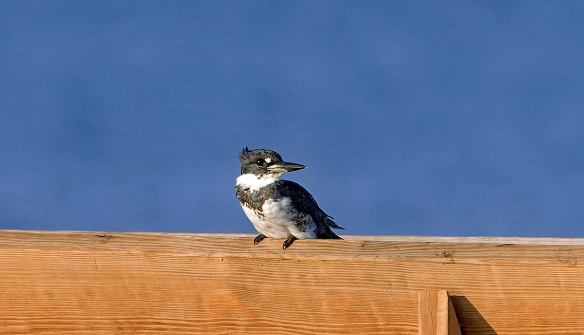 Belted Kingfisher - ML645542415