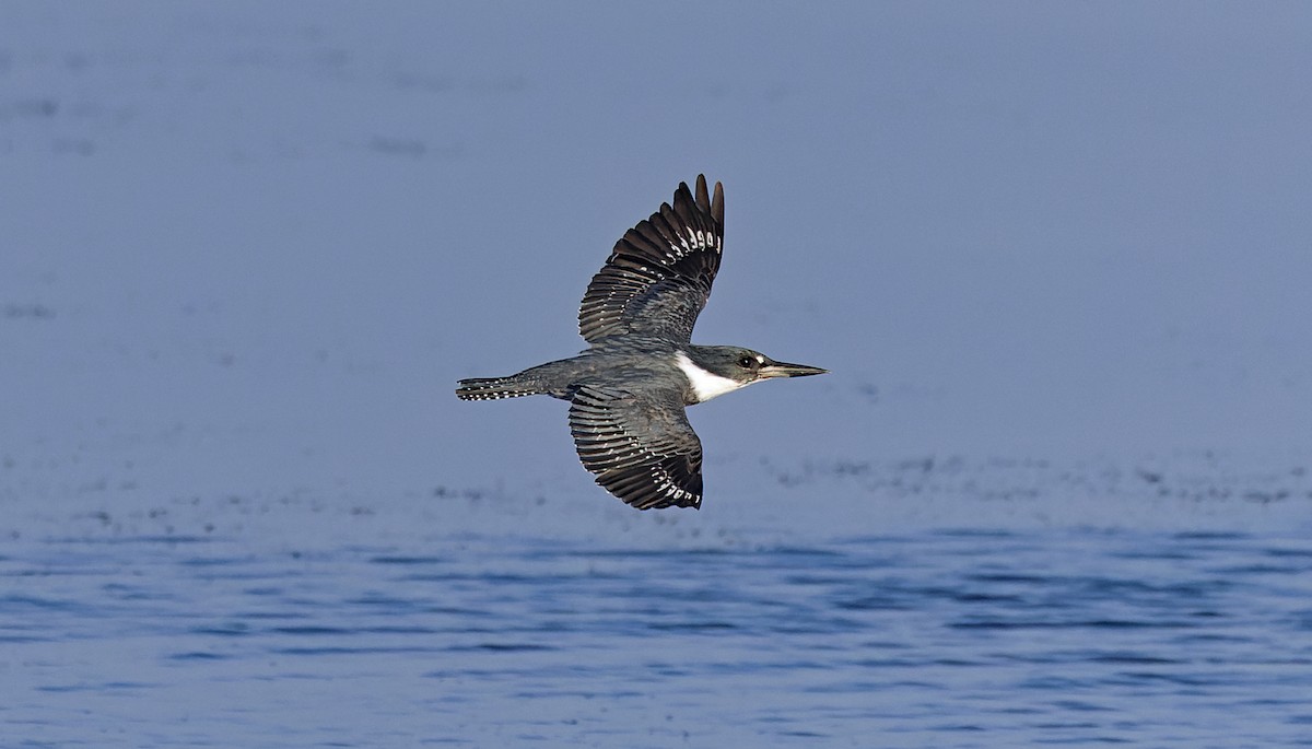 Belted Kingfisher - ML645542416