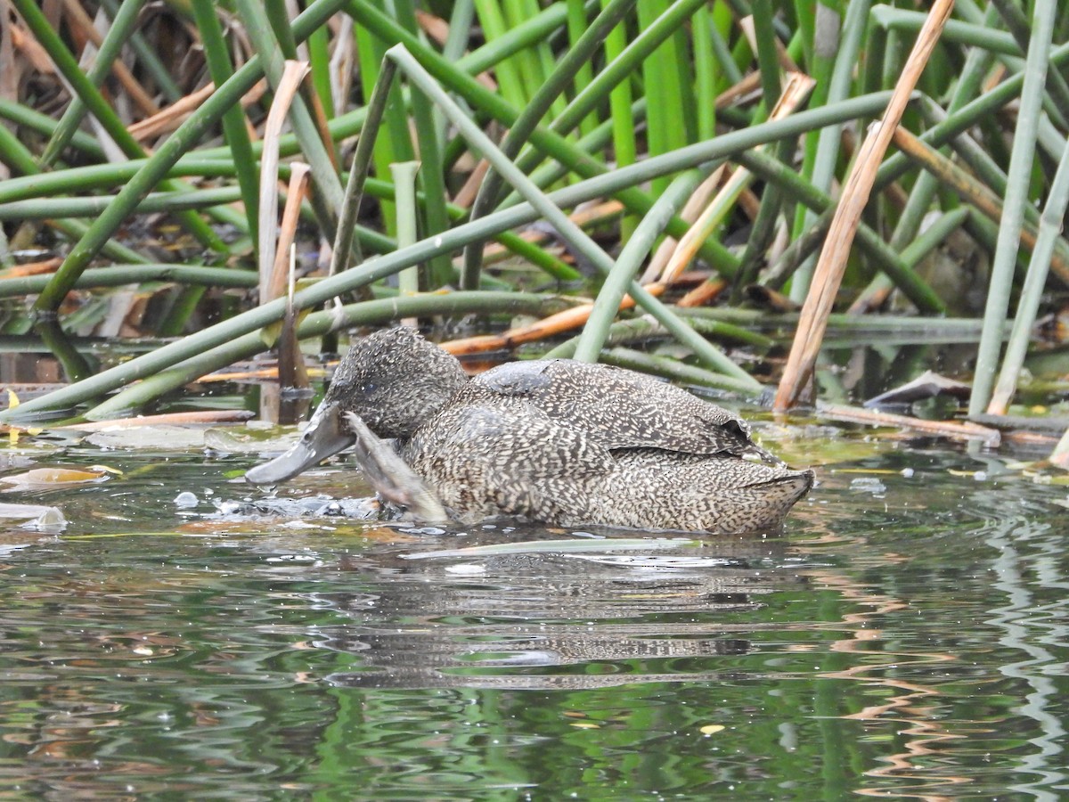Freckled Duck - ML645542418
