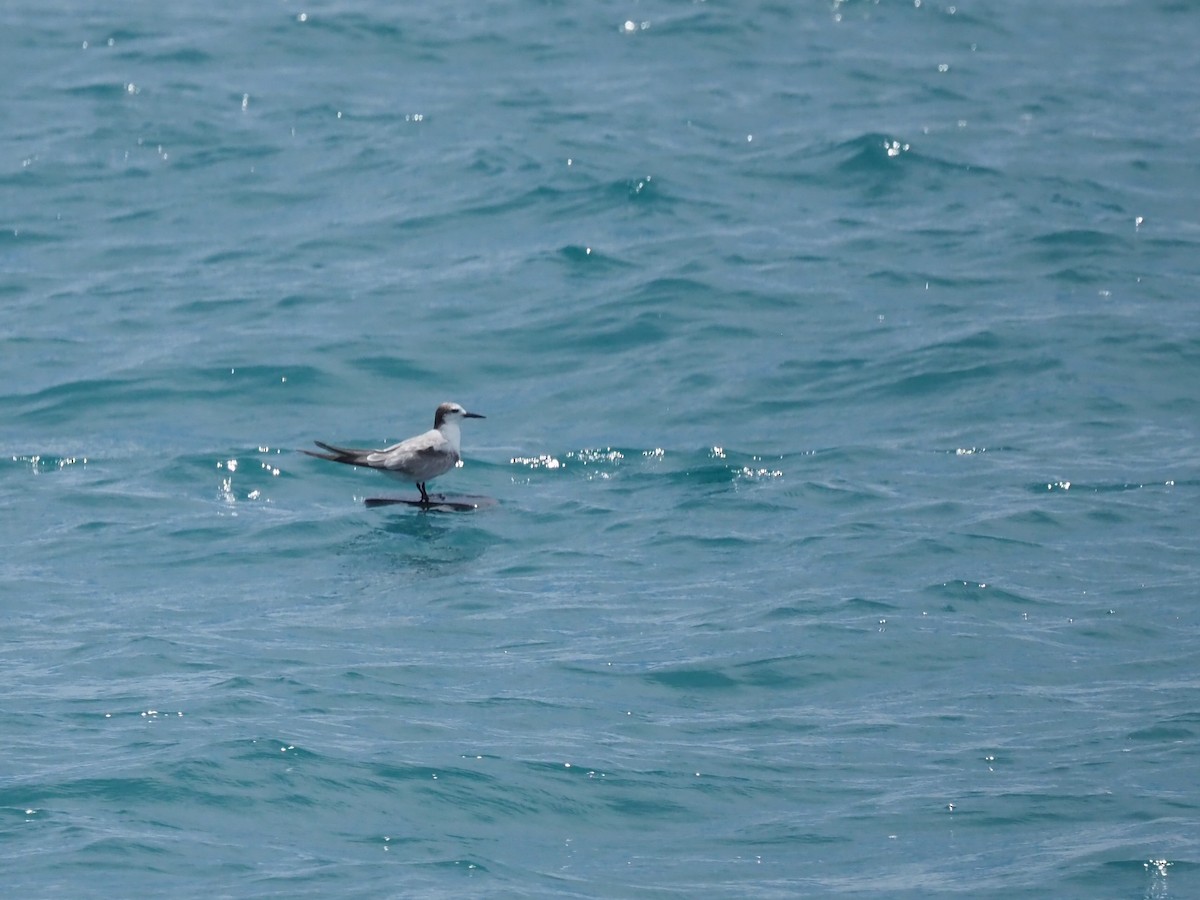 Aleutian Tern - ML645542420