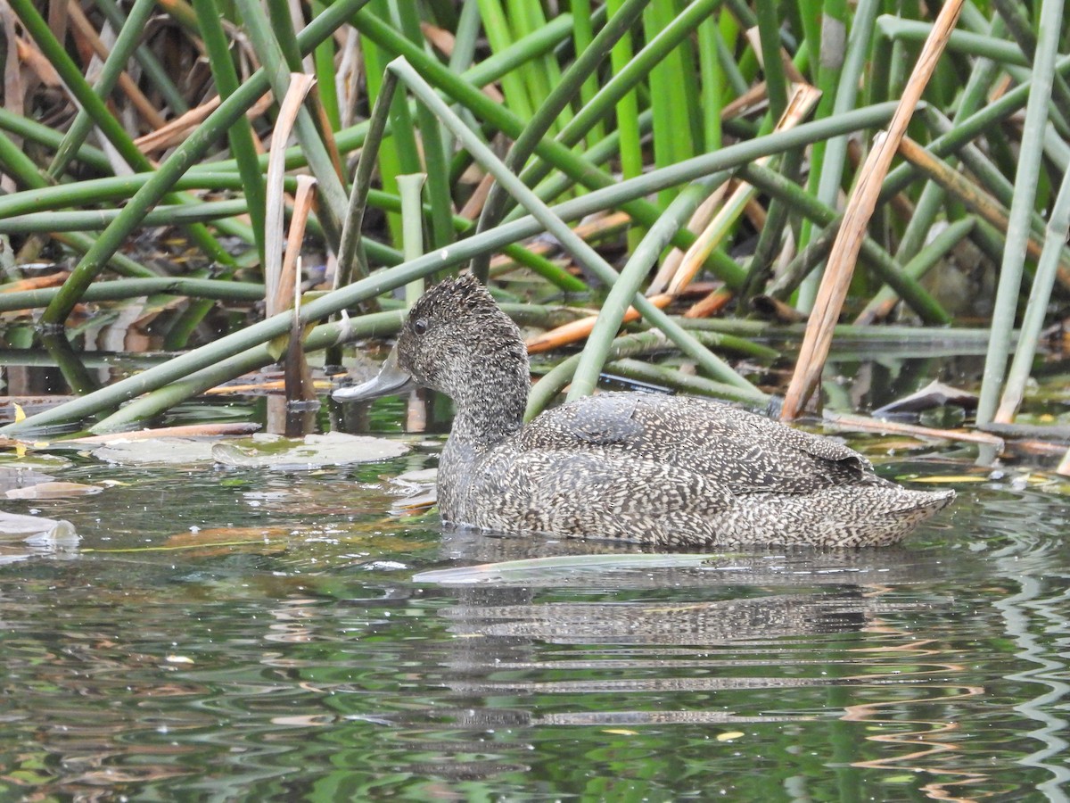 Freckled Duck - ML645542421
