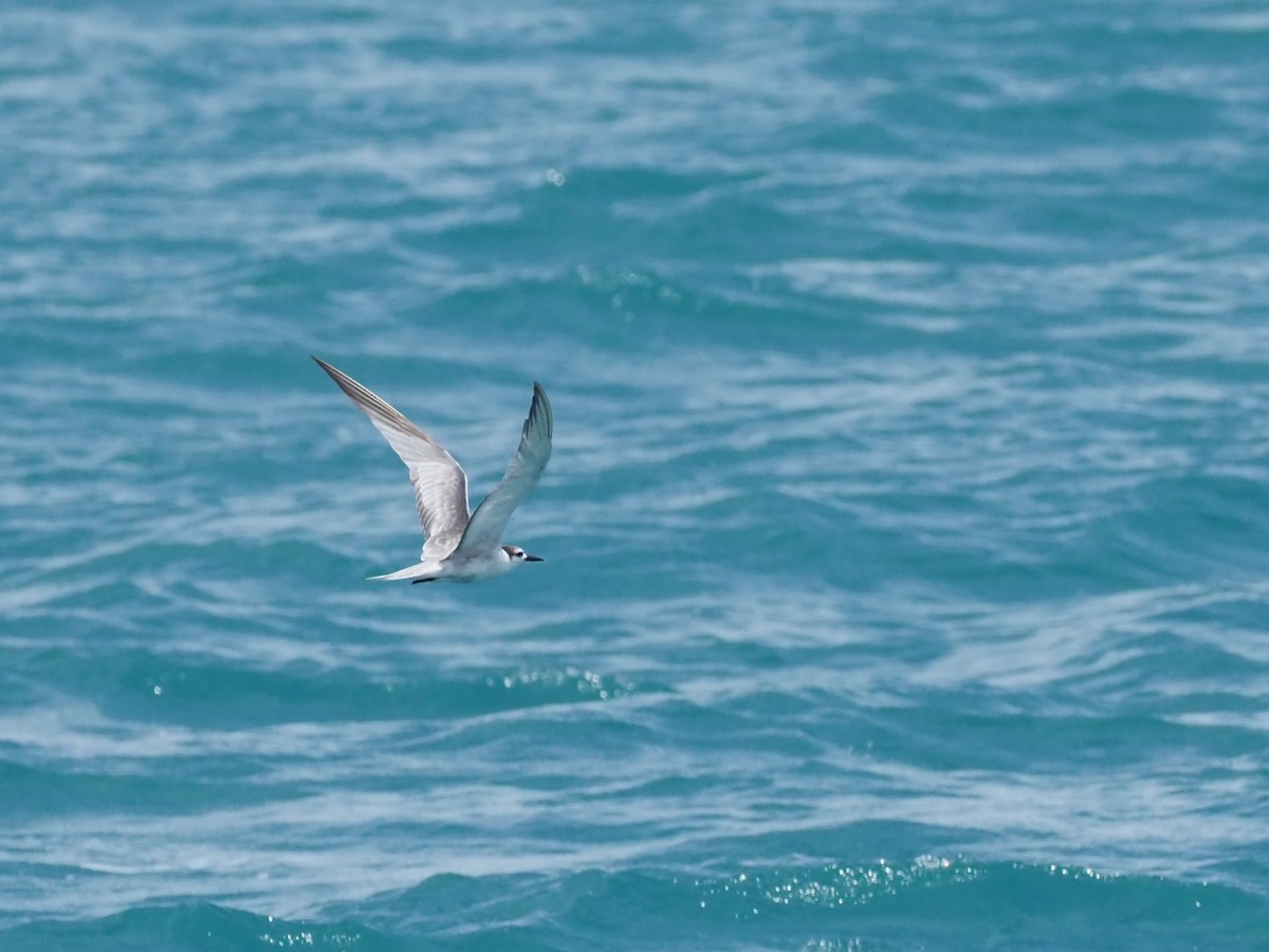 Aleutian Tern - ML645542426