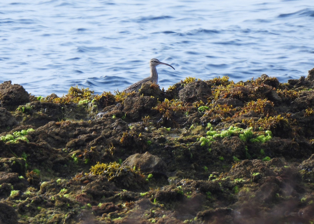 Eurasian Whimbrel - ML645542427
