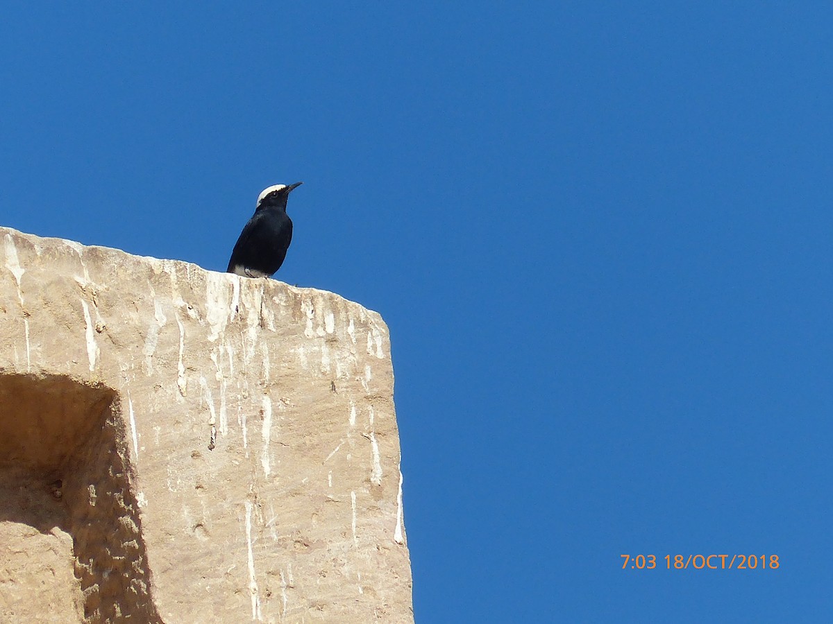 White-crowned Wheatear - ML645542429