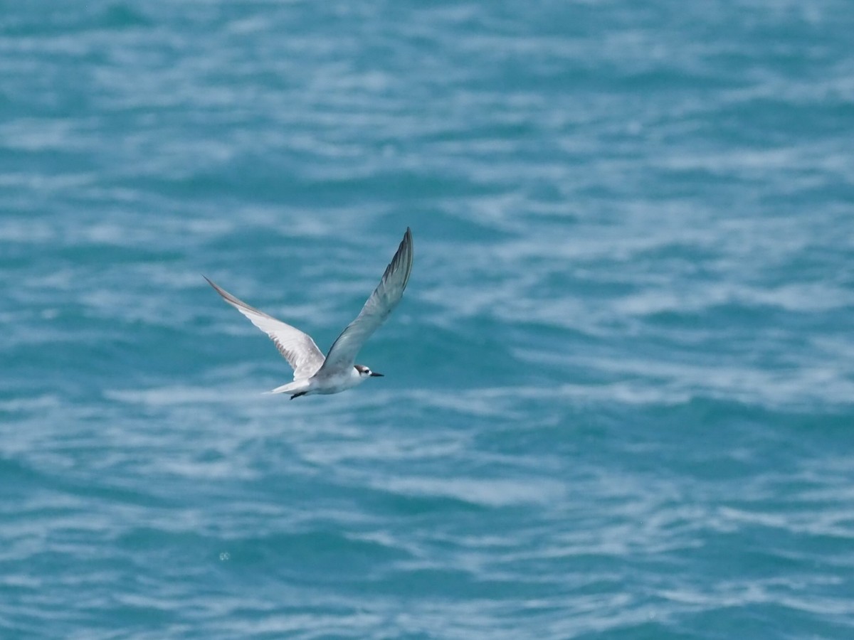 Aleutian Tern - ML645542430