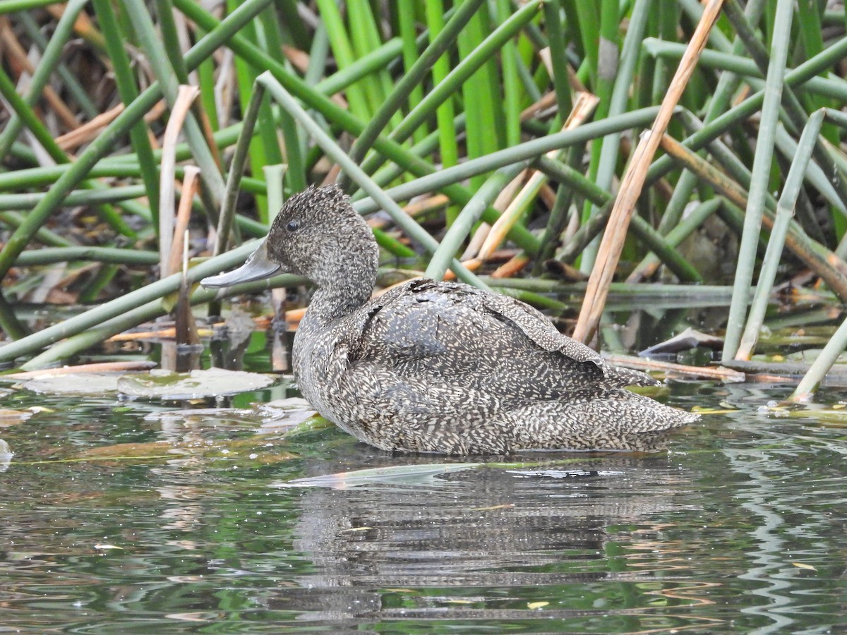 Freckled Duck - ML645542433