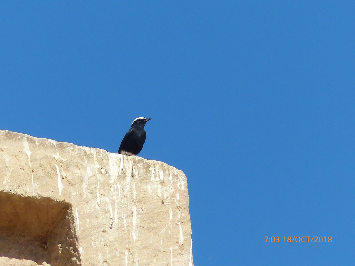 White-crowned Wheatear - ML645542435