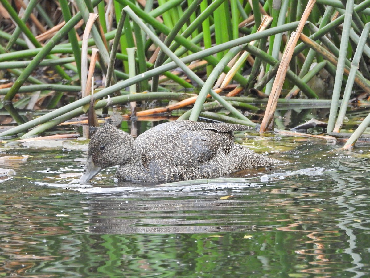 Freckled Duck - ML645542436