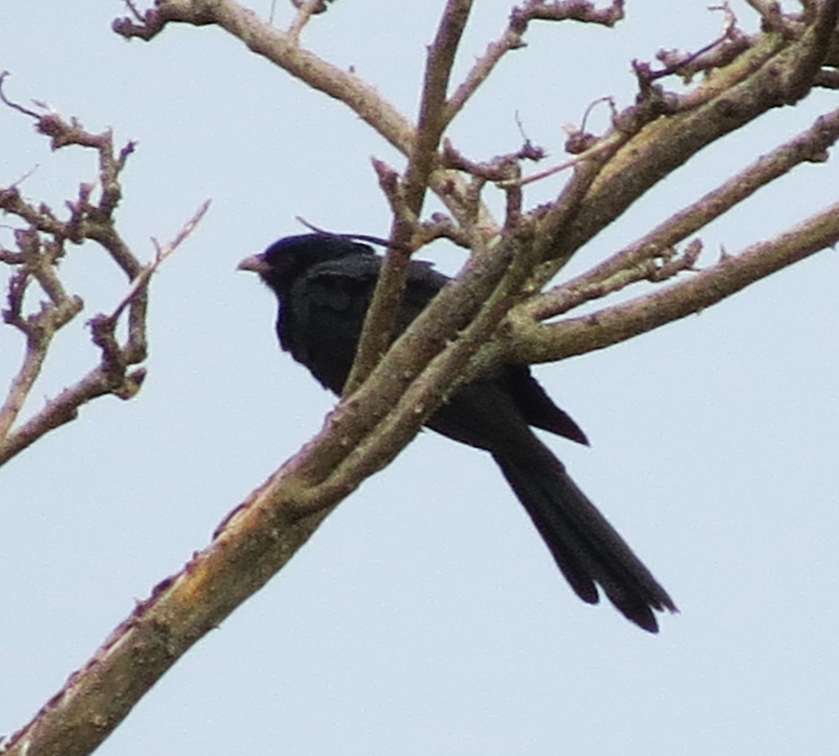 Pacific Koel - ML645542437