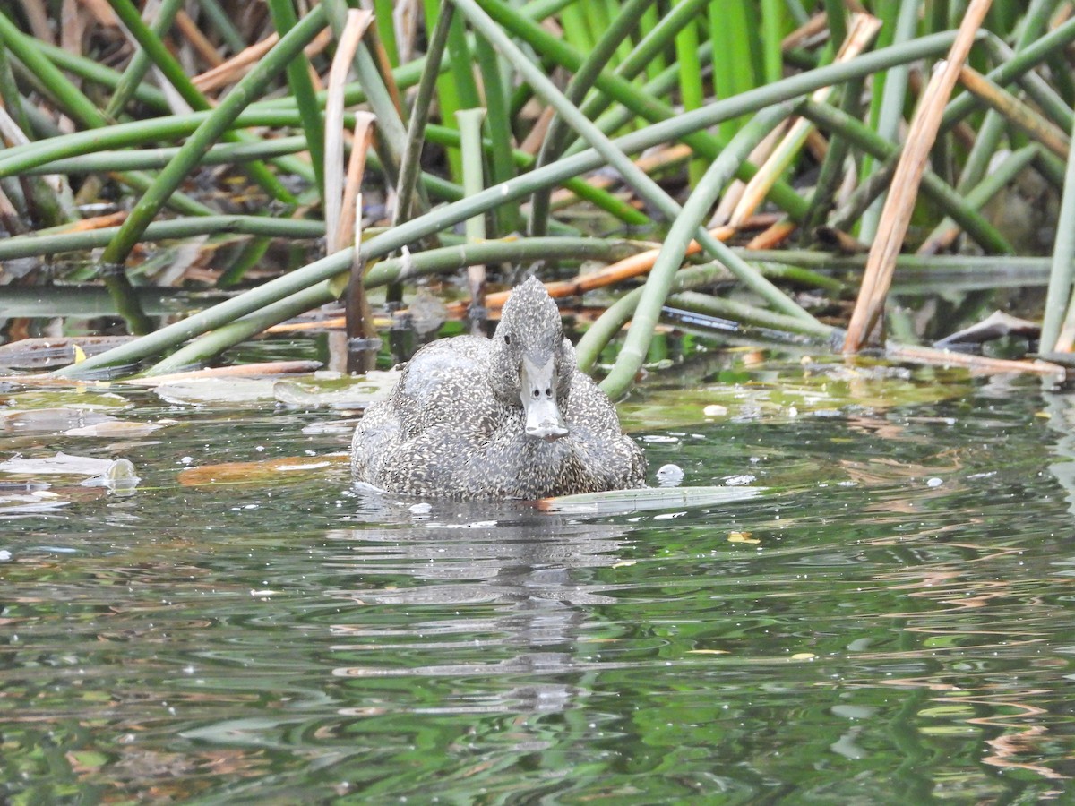 Freckled Duck - ML645542438