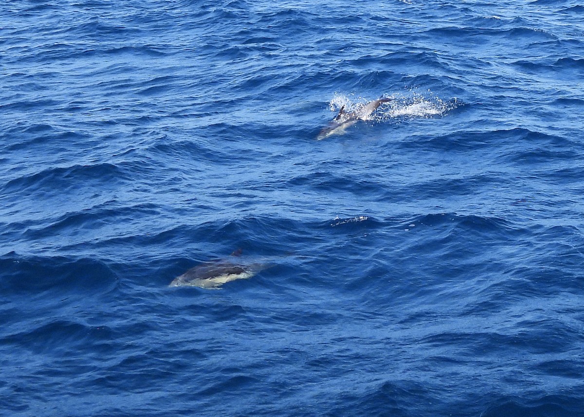 דולפין מצוי - ML645542439